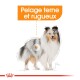 Illustration d'un chien avec un pelage terne et rugueux, étiqueté "Pelage terne et rugueux" en texte orange.
