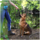 Eine Person in Jeans und Wanderschuhen hält eine Hundeleine und schaut auf einen sitzenden Deutschen Schäferhund-Mix in einer üppigen, grünen Umgebung.