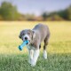 Grijs-witte puppy lopend op gras met een blauw botje met geperste letters in zijn bek