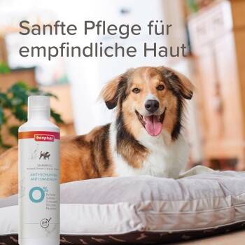 Hundeshampoo-Flasche mit der Aufschrift „beaphar Anti-Schuppen“ neben einem Hund, der auf einem Kissen liegt, mit deutschem Text „Sanfte Pflege für empfindliche Haut.“