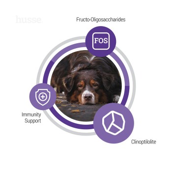 Nahaufnahme eines Hundes, der liegt, mit Symbolen, die wichtige Zutaten hervorheben: FOS, Immunitätsunterstützung und Klinoptilolith.