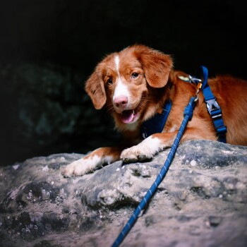 Ein Golden Retriever ruht auf einer felsigen Oberfläche, trägt ein blaues Geschirr und eine Leine, vor einem dunklen Hintergrund.