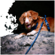 Ein Golden Retriever ruht auf einer felsigen Oberfläche, trägt ein blaues Geschirr und eine Leine, vor einem dunklen Hintergrund.