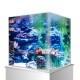 Lebendige Aquarien-Szene mit bunten Korallen und Steinen, beleuchtet von natürlichem Licht, das eine Vielzahl von aquatischem Leben zeigt.