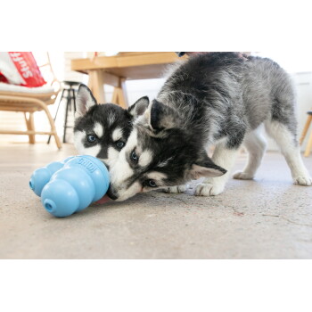 Dwa szczeniaki rasy husky syberyjski gryzące niebieską zabawkę KONG na podłodze, widoczny napis 'KONG'