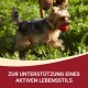 Ein Yorkshire Terrier läuft auf Gras mit einem roten Ball im Mund. Der Text darunter sagt: "Zur Unterstützung eines aktiven Lebensstils."
