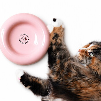 Eine hellrosa Katzenschüssel mit einem Hello Kitty-Design und dem Text 'LUCY BALU' in der Mitte, mit einem flauschigen Katzenkopf, der über den Rand schaut.