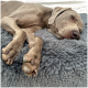 Ein schlafender grauer Weimaraner-Hund, der sich auf einem weichen, flauschigen grauen Hundebett zusammenrollt.