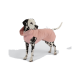 Dalmatiner trägt eine rosa Kapuzen-Hundejacke, steht vor einem schlichten weißen Hintergrund