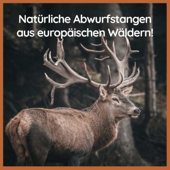 Ein majestätischer Hirsch mit großen Geweihen steht in einem Wald, begleitet von dem Text "Natürliche Abwurfstangen aus europäischen Wäldern!"