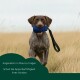 Golden Retriever, der am Strand auf nassem Sand läuft und ein schwarzes und rotes Halsband im Maul hält.