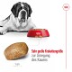 Ein großer Hund liegt neben einer roten Schüssel mit Trockenfutter, mit einer Nahaufnahme des Trockenfutters und dem Text: "Sehr große Krokettengröße zur Anregung des Kauens."