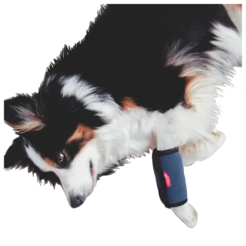 Schwarz-weißer und brauner Hund trägt eine blaue schützende Beinbandage mit rotem Etikett auf weißem Hintergrund.