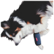 Schwarz-weißer und brauner Hund trägt eine blaue schützende Beinbandage mit rotem Etikett auf weißem Hintergrund.