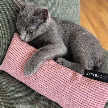 Graues Kätzchen liegt entspannt auf einem rosa, gerippten Kissen auf einem grünen Sofa und umarmt das Kissen; schwarzes Etikett 'LUCYBALU'.