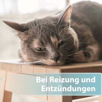Eine graue Katze mit Calico-Muster legt ihren Kopf auf einen Holztisch, mit dem Text "Bei Reizung und Entzündungen" in Weiß auf einem hellblauen Hintergrund.