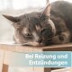 Eine graue Katze mit Calico-Muster legt ihren Kopf auf einen Holztisch, mit dem Text "Bei Reizung und Entzündungen" in Weiß auf einem hellblauen Hintergrund.