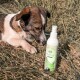 Ein Hund mit einem braun-weißen Fell untersucht neugierig eine Sprayflasche mit der Aufschrift "Naturliche Pflege" auf einem Grasbett.