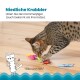 Eine verspielte Bengal-Katze spielt mit bunten Spielzeuginsekten auf einem Holzboden, mit dem Text "Niedliche Krabbler" und einer humorvollen Katzenillustration.