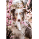 Eine Nahaufnahme eines Hundes mit blauen Augen, der ein Röhrchen mit der Aufschrift "BIO PATÉ" im Mund hält, umgeben von rosa Blumen.