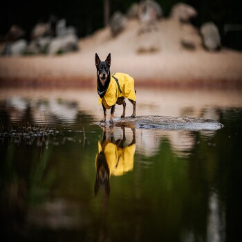 Ein kleiner schwarzer Hund in einem leuchtend gelben Regenmantel steht auf einem Stein in einem ruhigen Gewässer, das sein Bild reflektiert.