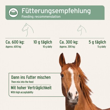 Fütterungsempfehlungstabelle für Pferde, die tägliche Mengen zeigt: 10g für 600kg Pferde, 5g für 300kg Pferde, mit einem Bild eines Pferdekopfes.
