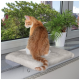 Eine rote Katze sitzt auf einem weichen, beigen Kissen am Fenster und schaut nach draußen ins Grüne, mit einer kleinen Topfpflanze in der Nähe.