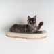 Eine graue Maine Coon Katze, die auf einem stilvollen, cremefarbenen Katzenregal mit einem Holzsockel liegt und spielerisch eine Pfote hebt.