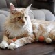 Eine flauschige orange Maine Coon Katze liegt auf einem Holztisch mit drei bunten Filzkugeln in der Nähe, sieht entspannt und nachdenklich aus.