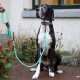Sitzende schwarz-weiße Deutsche Dogge mit gemustertem Halsband und türkisfarbener geflochtener Leine mit Quaste auf einem Ziegelweg im Freien.