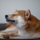 Eine Nahaufnahme eines zufriedenen Shiba Inu Hundes mit geschlossenen Augen, der auf einer weichen Oberfläche ruht und ein Leckerli in der Nähe genießt.