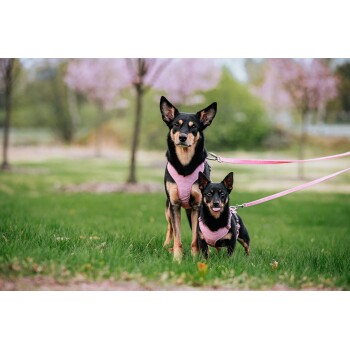 Ein schwarz-brauner Hund und ein kleinerer Hund stehen auf grünem Gras, beide tragen passende rosa Geschirre und Leinen.