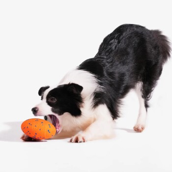 Schwarz-weißer Border Collie macht eine Spielverbeugung und beißt in einen orange gesprenkelten Spielball vor weißem Hintergrund.
