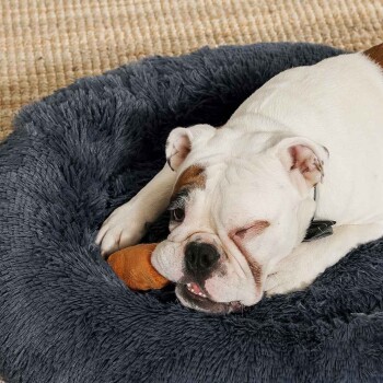 Weiße Bulldogge zwinkert und knabbert an einem braunen Spielzeug, während sie in einem grauen, flauschigen, runden Hundebett auf einem beigefarbenen Teppich liegt.