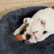 Weiße Bulldogge zwinkert und knabbert an einem braunen Spielzeug, während sie in einem grauen, flauschigen, runden Hundebett auf einem beigefarbenen Teppich liegt.