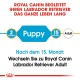 Labrador Retriever Puppy 12 kg