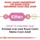 Royal Canin advertentie voor Maine Coon kattenvoer, met nadruk op kitten- en volwassen stadia, met tekst in het Nederlands over het overstappen van voer op 12 maanden.