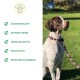 Ein gescheckter Hund mit einem bunten Halsband sitzt auf grünem Gras neben dem Text: "Handgemacht," "Echtes Leder," "Hohe Qualität," "Vielfältig," "Klassiker."