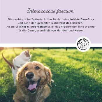 Ein flauschiger goldener Hund liegt auf einem Bett mit Text darunter über die Stärkung des Immunsystems durch eine gesunde Darmflora.