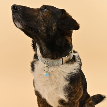 Eine Nahaufnahme eines braun-schwarzen Hundes, der ein dekoratives hellblaues Halsband mit einem Quastenanhänger trägt und nach oben schaut, vor einem beigen Hintergrund.