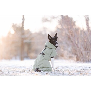 Ein schwarz-weißer Hund, der einen hellgrünen Wintermantel trägt, sitzt in einer schneebedeckten Landschaft und schaut zurück zur Kamera.