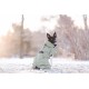 Ein schwarz-weißer Hund, der einen hellgrünen Wintermantel trägt, sitzt in einer schneebedeckten Landschaft und schaut zurück zur Kamera.