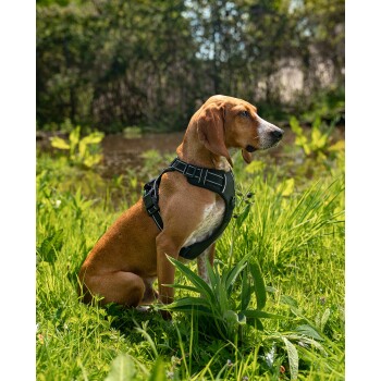 Hundegeschirr schwarz M