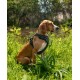 Hundegeschirr schwarz M
