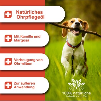 Beagle, der in einem grasbewachsenen Feld mit einem Stock läuft. Hebt natürliches Ohrpflegeöl mit Kamille, Margosa und Ohrmilbenprävention hervor.
