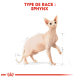 Illustration d'un chat Sphynx avec des mesures détaillées, étiquetée "TYPE DE RACE : SPHYNX" en texte rouge gras.