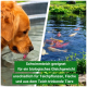 Golden Retriever, der aus einer Wasserschüssel auf der linken Seite trinkt, mit einem Teich voller Koi-Fische auf der rechten Seite; der Text hebt die Eignung für aquatisches Leben hervor.