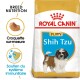 BHN Shih Tzu Puppy 1,5 kg