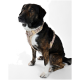 Ein gestromter Hund mit einem beigen gemusterten Geschirr steht vor einem weißen Hintergrund und zeigt sein Profil und einen aufmerksamen Ausdruck.