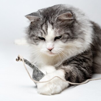 Eine flauschige grau-weiße Katze spielt mit einem kleinen Filzspielzeug, das an einer Schnur befestigt ist, konzentriert und engagiert in ihrer Aktivität.